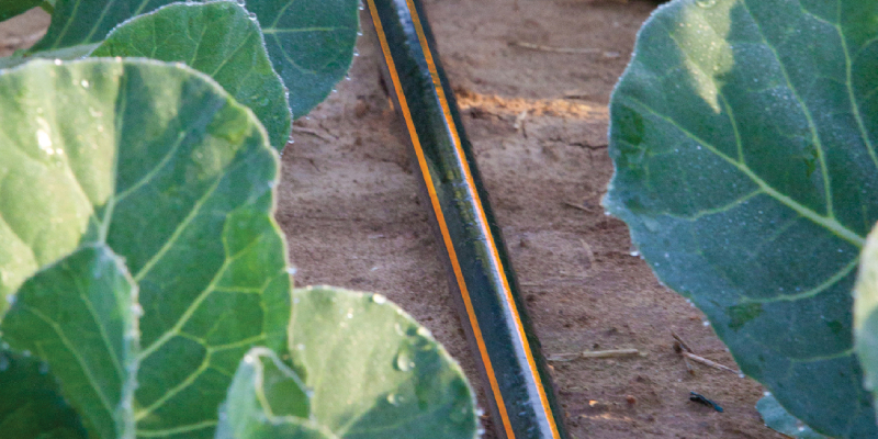 Drip irrigation system 